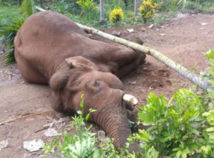 Elephant 01