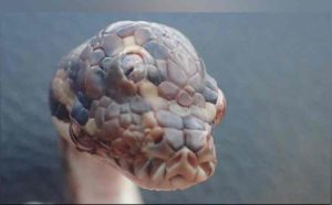 3 eye snake 02