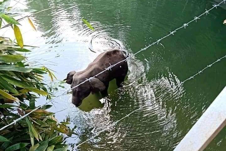 பசியுடன் வந்த கர்ப்பிணி யானையை வெடி வைத்து கொன்ற கொடூரம்..!