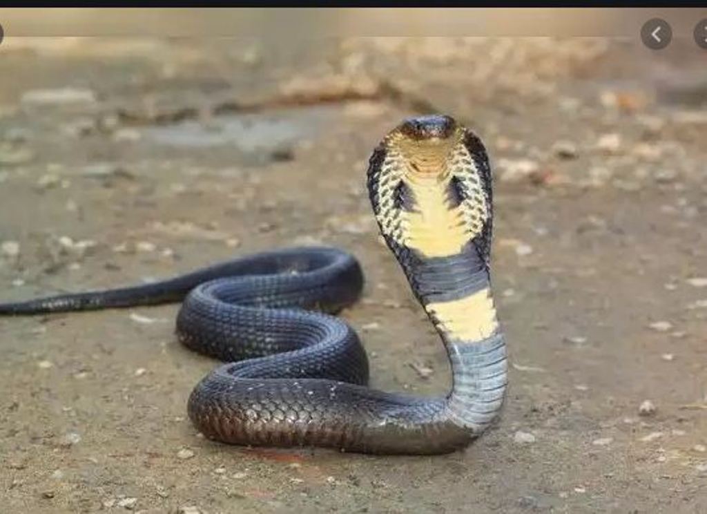 8.1