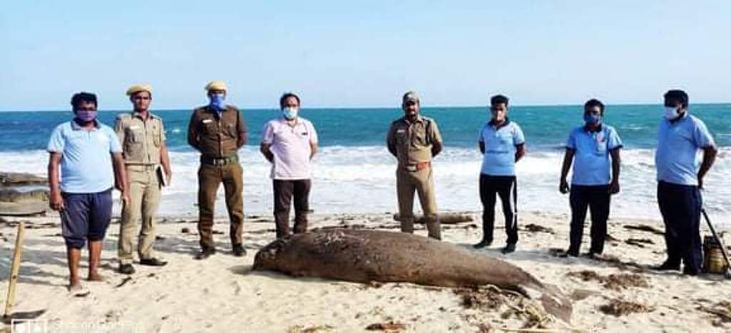 மண்டபம் அருகே இறந்துகரை ஒதுங்கிய கடல்பசு..!