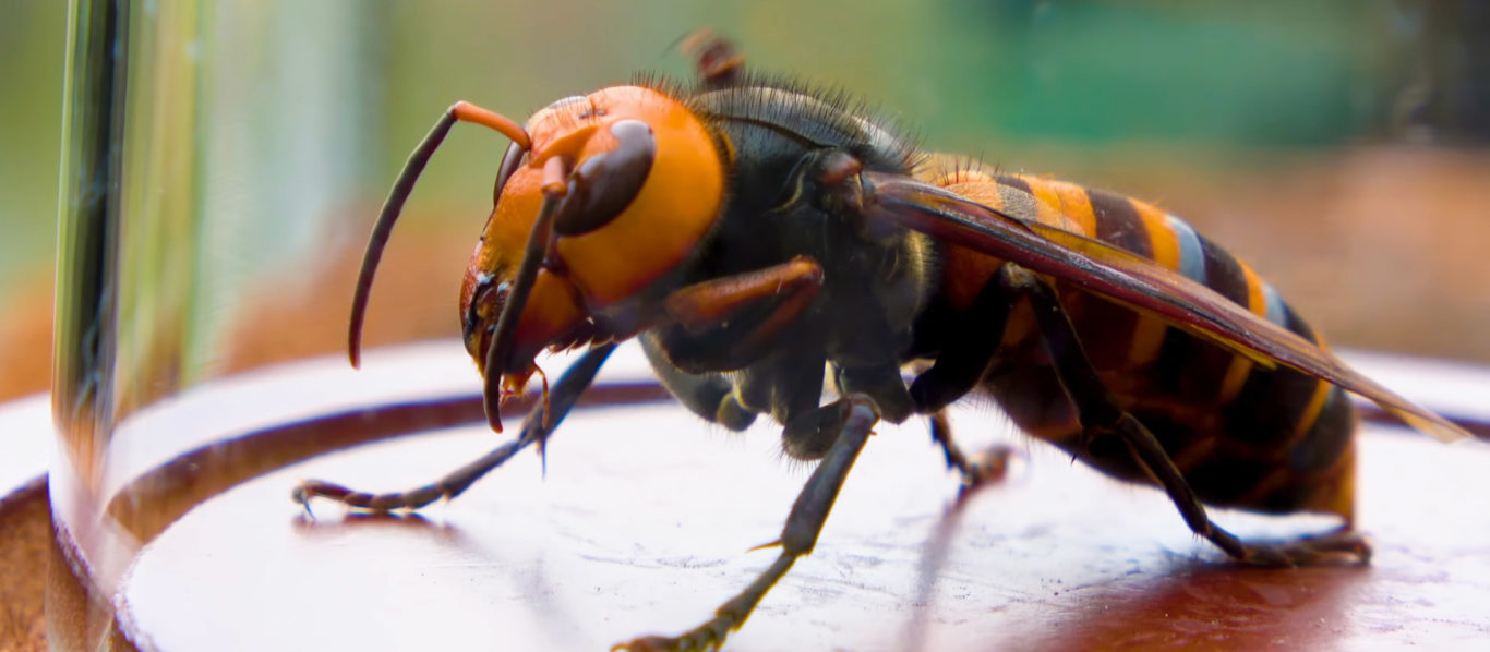 Close up of giant hornet Vespa mandarinia japonica