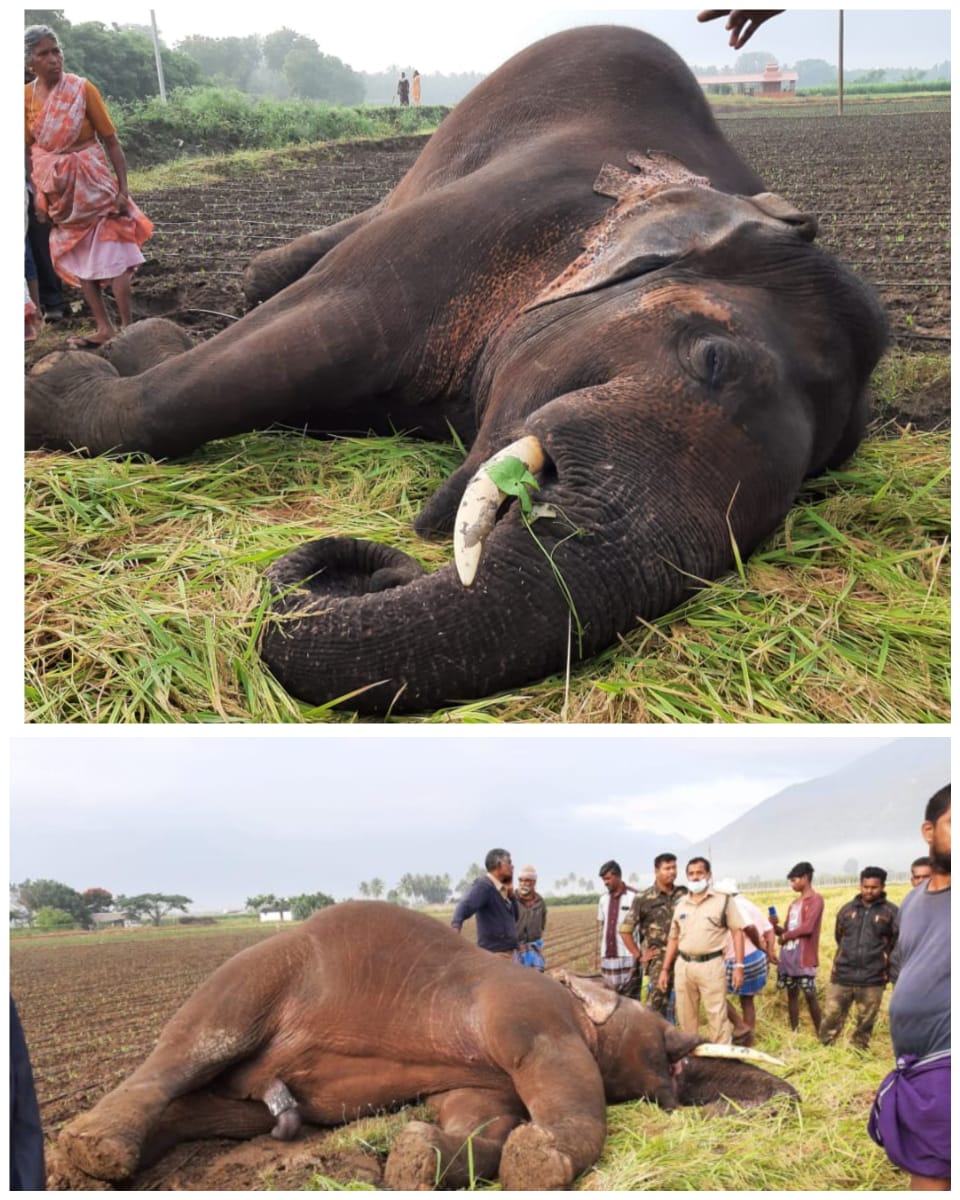 கோவை : ஆலாந்துறை அருகே இருட்டுப்பள்ளம் பகுதியில் மின்வேலியில் சிக்கி காட்டு யானை பலியான பரிதாபம்.வனத்துறையினர் விசாரணை !!!