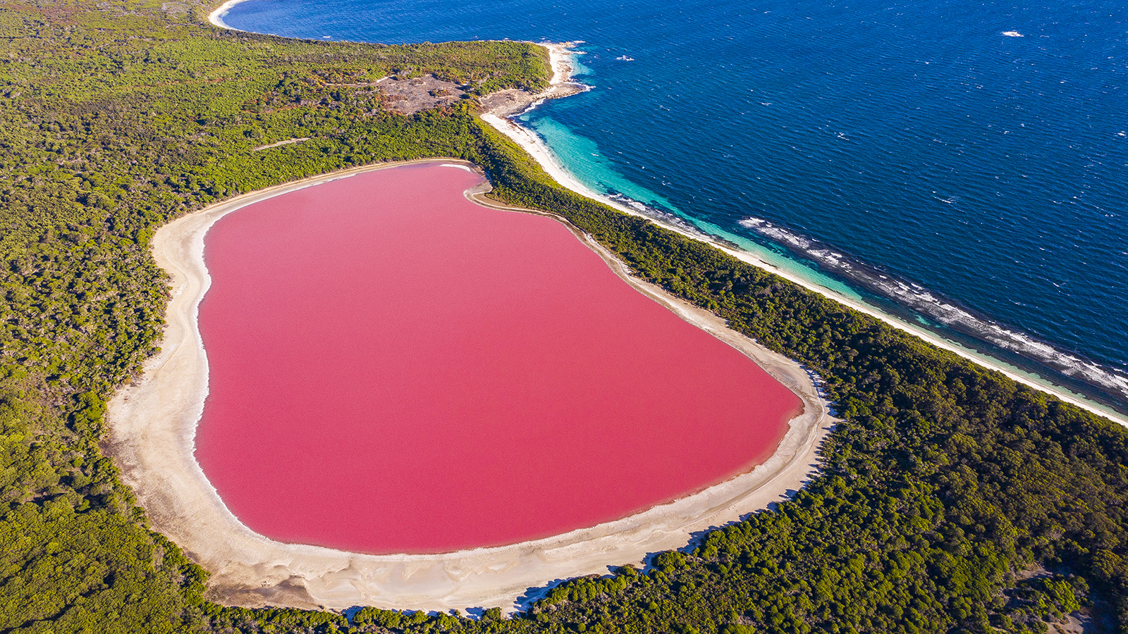 Pink lake aerial view on middle island surrounded blue ocean. Stark contrasting natural phenomenon