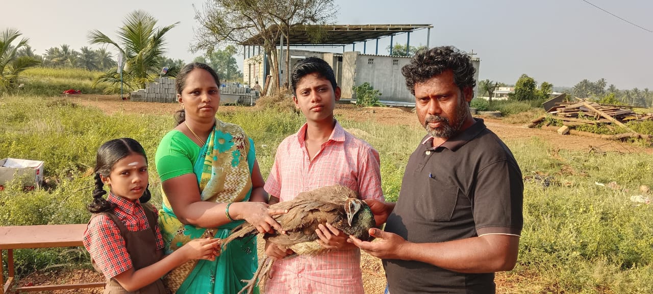 அவிநாசியில் தலை சுற்றலுடன் திரிந்த மயிலுக்கு தஞ்சம் கொடுத்த நியூ தெய்வா சிட்டி அறக்கட்டளை நிர்வாகிக்கு பாராட்டு..!